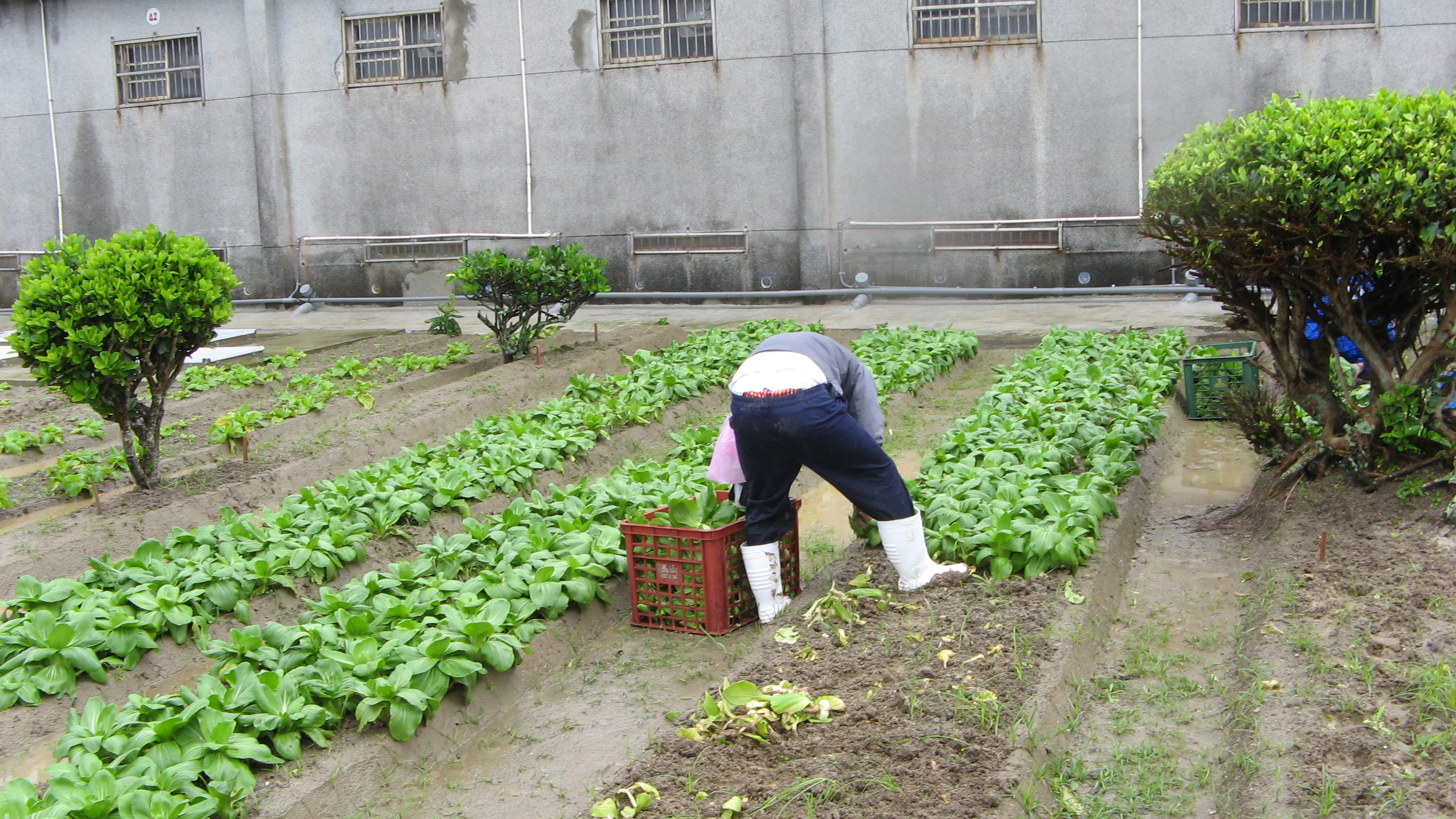農作採收